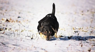 Zimą pamiętajmy o zwierzętach