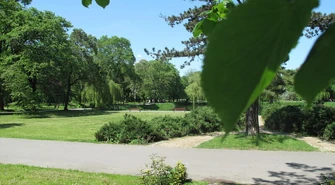 Drzewa naszym sojusznikiem w walce ze smogiem