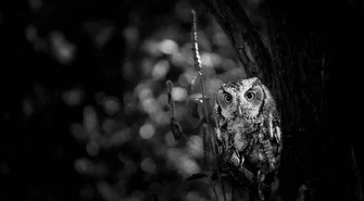 W tym roku Noc Sów także w naszym regionie