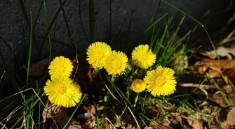 Pierwszy dzień wiosny