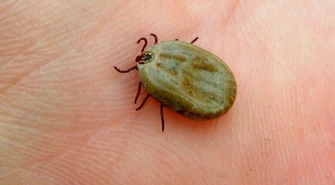 Kleszcze wkraczają do bloków