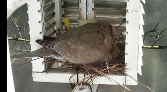 Wiosna tuż za oknem redakcji [WIDEO]