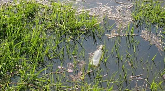 W tym roku też posprzątają Pilicę