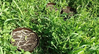 Bracia zatrzymani za uprawę marihuany