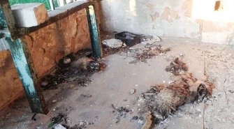 Zmasakrowane zwłoki psa w opuszczonym budynku