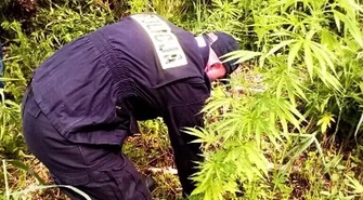 Kolejne krzaki konopi rosły w gminie Gorzkowice 