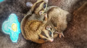 Rzadkie zwierzęta w centrum miasta, czyli jak sprawić, by dom dosłownie żył