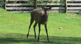 Z cyklu "Przyroda zawsze ci odda..." Leczą i edukują
