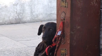 Planując urlop, pamiętajmy o zwierzętach