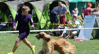 Psy myśliwskie prezentowały się w Piotrkowie