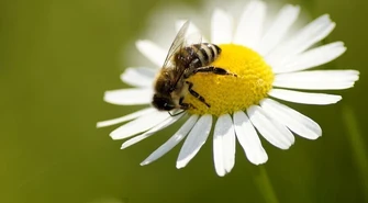 Tomaszów Mazowiecki zadba o pszczoły