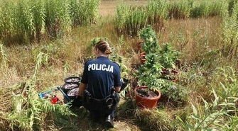 Konopie indyjskie na działce w gminie Rozprza