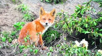Skąd się wzięły lisy przy Kostromskiej?