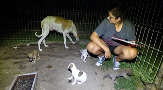 Rodzina chartów uratowana 