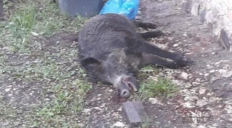 Padł dzik, weterynarz musi sprawdzić czy to nie ASF