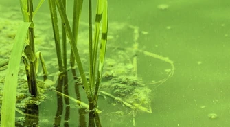 Nie wchodź do wody, w której są sinice 