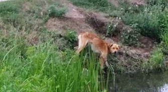Głodził psa, potem go zabił 