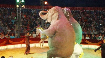 Czy Piotrków powinien sprzeciwić się wykorzystywaniu zwierząt w cyrkach?