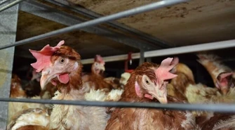 Czy to początek końca &#8222;epoki klatkowej&#8221; dla zwierząt? We wtorek akcja w Piotrkowie! 