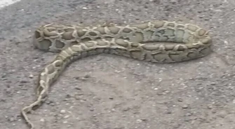 Dwumetrowy wąż przy DK 12 w gminie Sulejów (VIDEO). AKTUALIZACJA