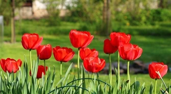 Jakie kwiaty cebulowe sadzimy jesienią?