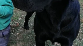 Zaginął pies. Czy ktoś go widział?