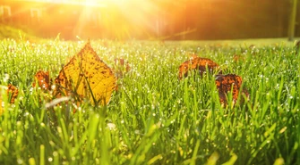 Jak pielęgnować trawnik?