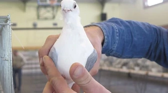 Wystawa gołębi w Piotrkowie