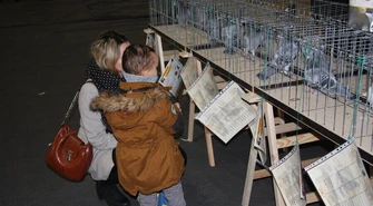 Gołębie pocztowe pierwszy raz zaprezentowały się w Piotrkowie