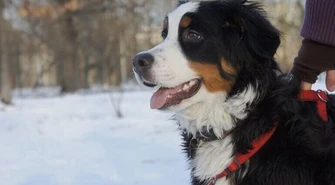 Właściciele psów apelują: Nie wyrzucajcie jedzenia z okien!