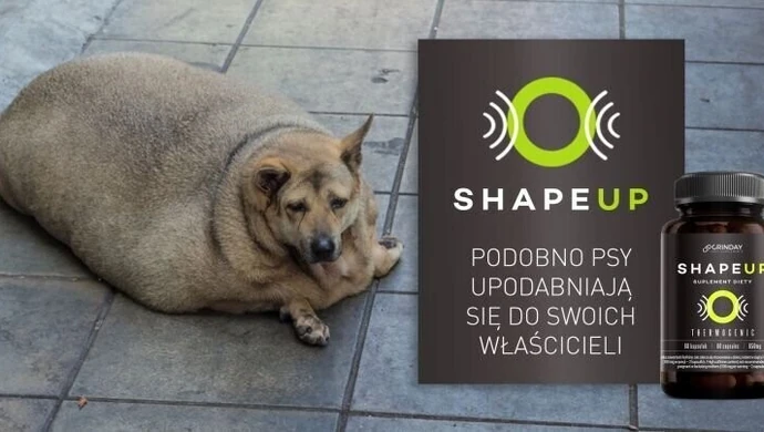 Spalacz tłuszczu, który zaspokoi twoje potrzeby