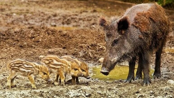 W weekend kolejny odstrzał dzików. Lepiej nie wchodź do lasu!
