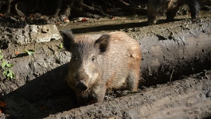 Ruszają polowania na dziki w lasach powiatu piotrkowskiego!