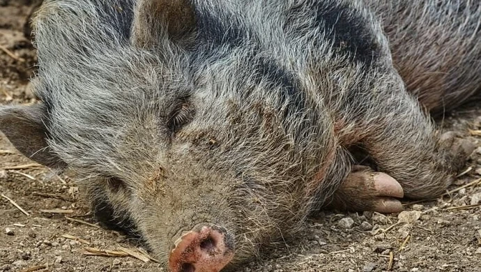 Kto popiera strzelanie do dzików?