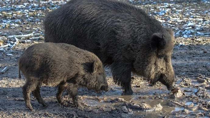 Kundelek zaatakowany przez dziki przy SP nr 5 w Piotrkowie