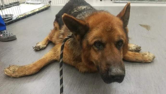 Cała Polska ratuje maltretowanego Nestora, psa organisty!