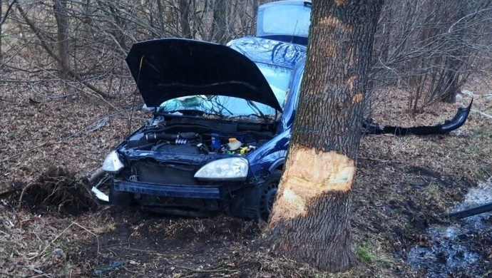 Kierowca opla uderzył w drzewo, bo na jezdnię wyskoczył dzik 