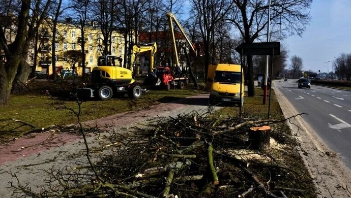 Znikają drzewa z placu Niepodległości. Ruszyła modernizacja 