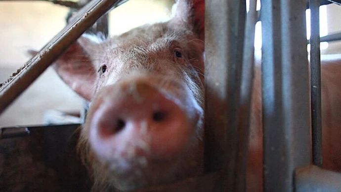 Podają się za inspektorów weterynaryjnych. Starostwo ostrzega! 