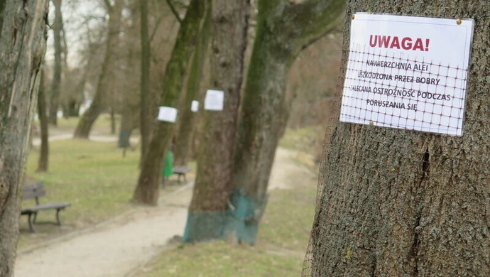 Parkowa alejka zdewastowana przez bobry