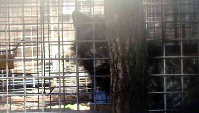 Sprawa właściciela fermy lisów trafi do prokuratury? 