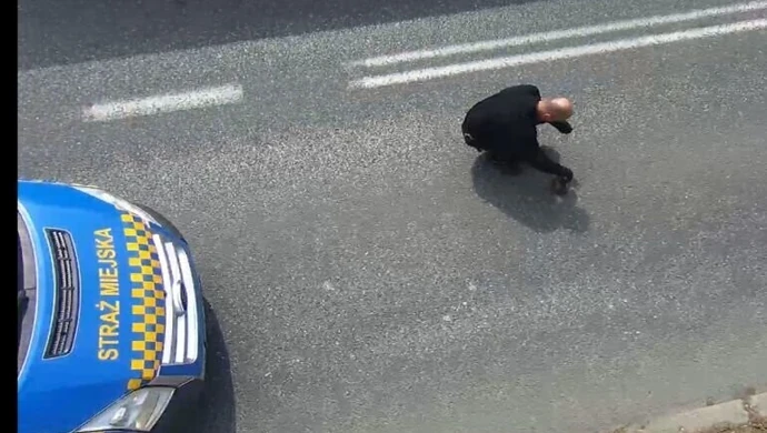 Dzięki kamerom uratowali jeża [VIDEO]