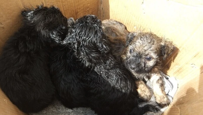 4 szczeniaki porzucone w pudle (VIDEO)