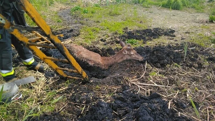 Wyczerpany jeleń uratowany przez strażaków