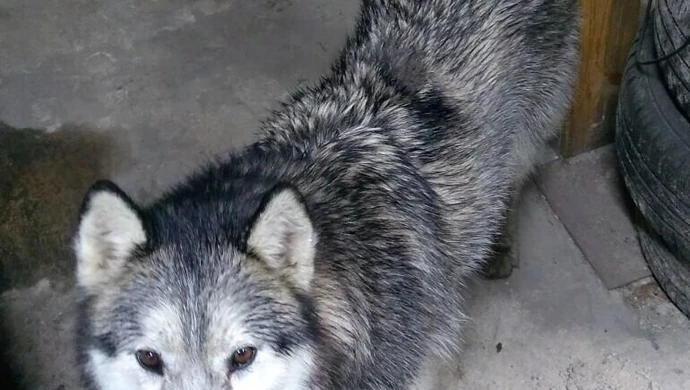 Husky znalazł właściciela!