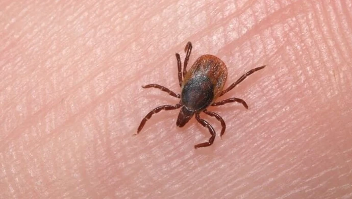 Z roku na rok coraz więcej kleszczy. Uważajcie, wchodząc do lasu!