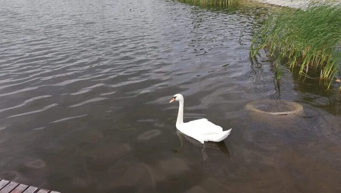 Ranny łabędź uratowany przez policjanta z Przedborza