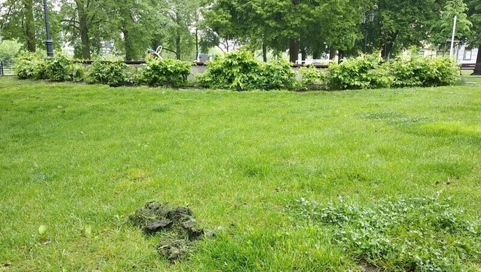 Cuchnący problem zniknie z placu Zamkowego? [Wideo]