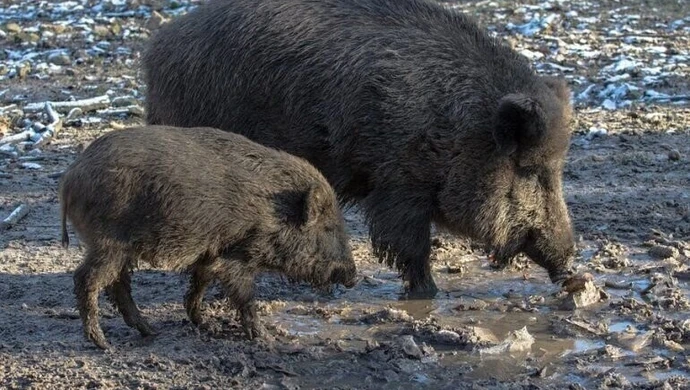 Będzie kolejny sanitarny odstrzał dzików w naszym regionie