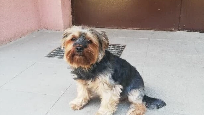 Potrącił psa, później po niego wrócił i...go porwał?